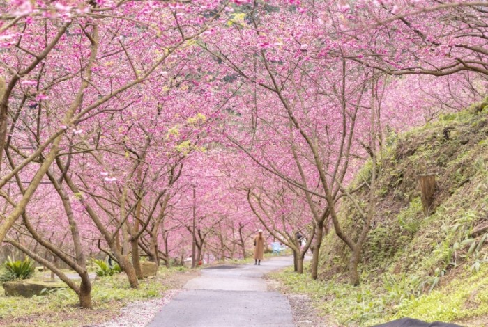 三峽櫻花