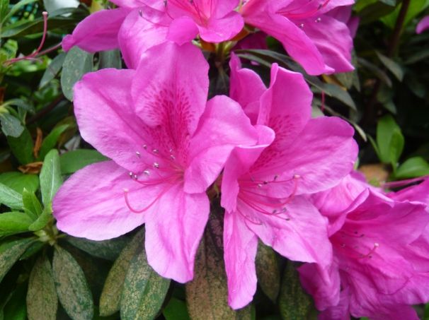 杜鵑花花語