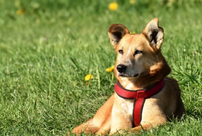 夢見寵物狗解夢