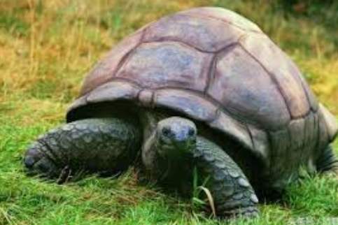 烏龜走路夢境解析