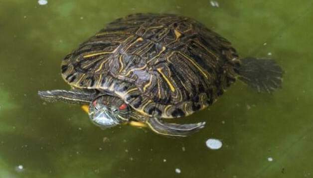 夢見烏龜在水裡 解夢