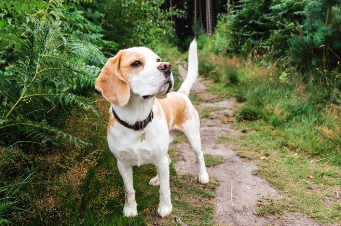 狗狗夢境心理學