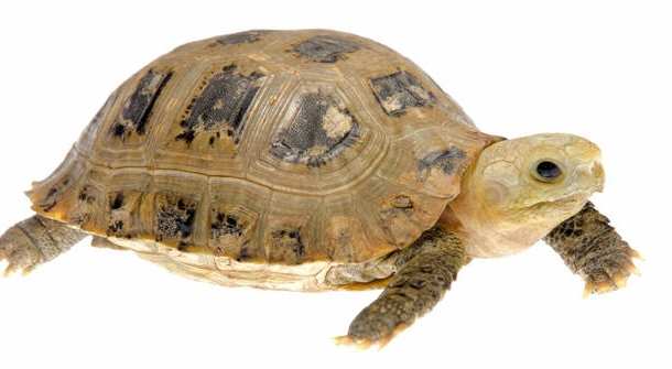 水裡烏龜夢解析