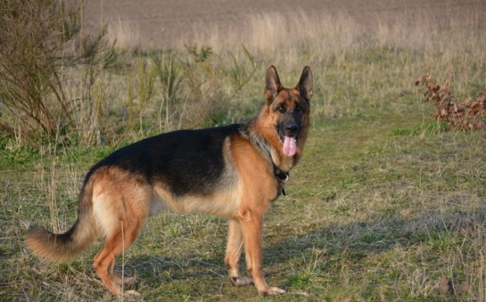 夢見寵物狗解夢