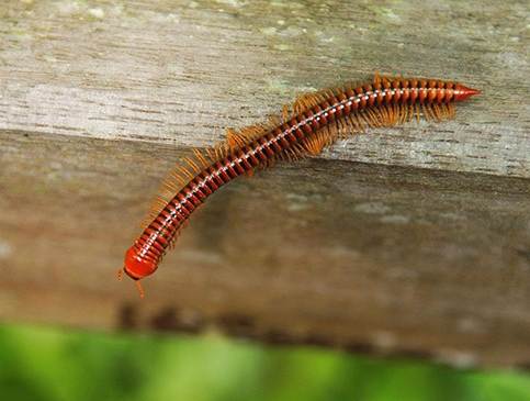 殺死蜈蚣夢境解析