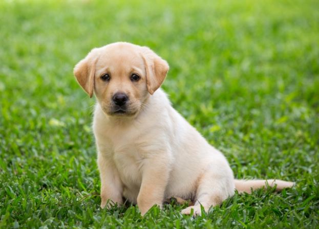 狗走失夢境解析