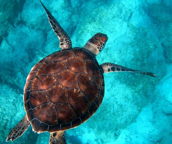 水裡烏龜夢解析