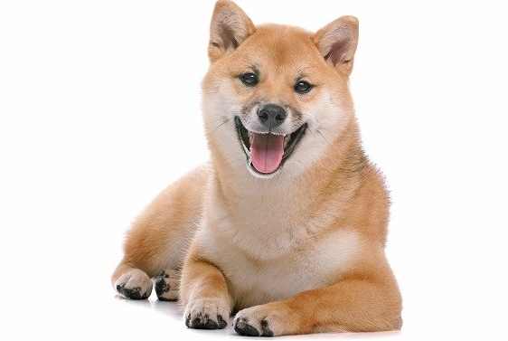 夢見狗丟失心理分析