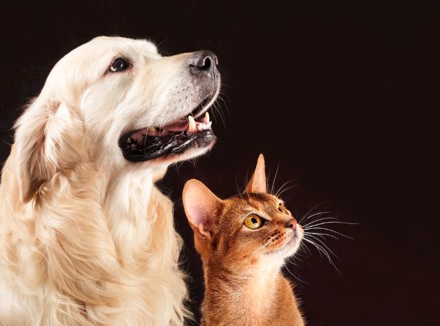 夢見寵物狗解夢