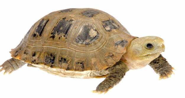 夢到烏龜被殺心理意義