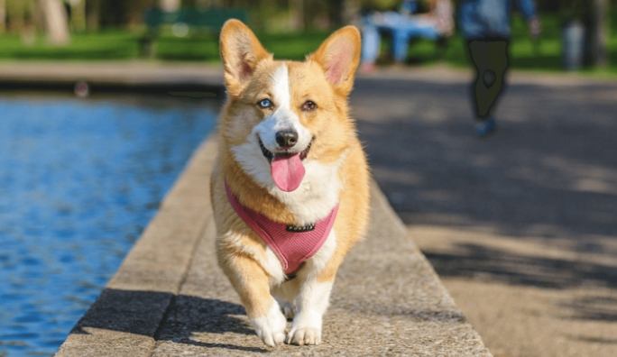 夢見狗丟失心理分析