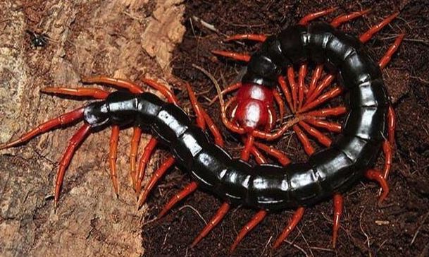 殺死蜈蚣夢境解析