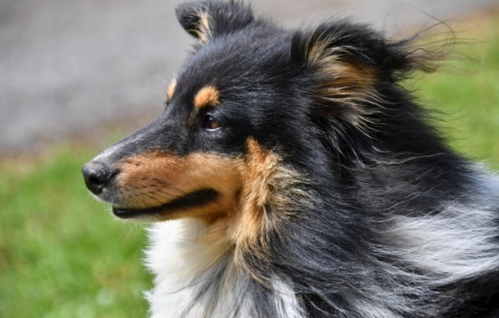 狗狗夢境心理學