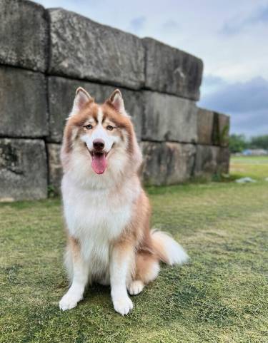 狗狗夢境心理學