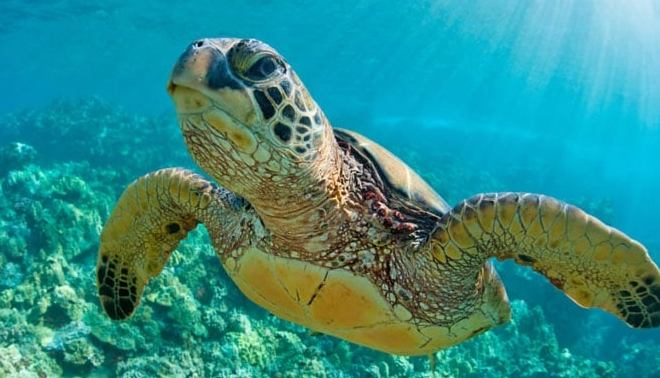 夢見烏龜在水裡 解夢