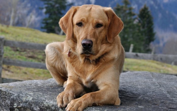 夢到以前養的狗