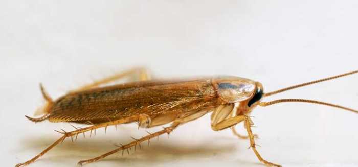 梦见很多蟑螂是什么意思