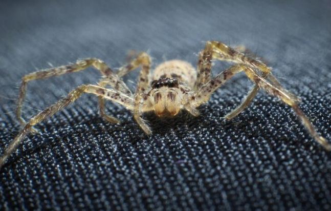 梦见蜘蛛掉身上